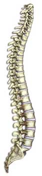 Take Good Care Of Your Spine